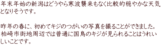 年末年始の新潟はどうやら寒波襲来もなく比較的穏やかな天気 となりそうです。  昨年の春に、初めてキジのつがいの写真を撮ることができました。 柏崎市街地周辺では普通に国鳥のキジが見られることはうれい しいことです。