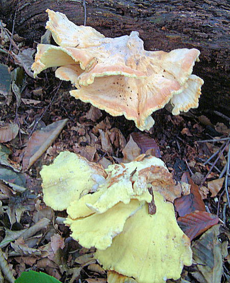 uraomote001.jpg